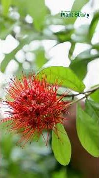 Brighten your garden with the Powder Puff plant🌸