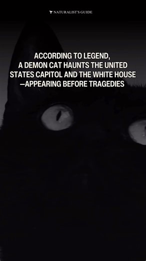 2.8K views · 24 reactions |    ‍⬛ According to legend, a Demon...