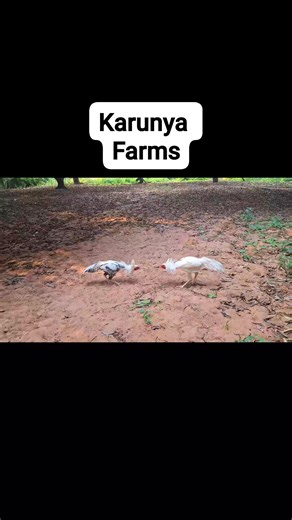 Ee posts chala members pedutunaru edhi 1 mnth back 3rd fight lo chanipoyindhi 2 mnts back anathapur customer ki echanu edhi be alert frnds ee posts petti chala members sales chestunaru be alert ok | Karunya Farms