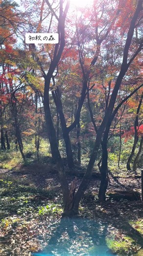 初秋の森🌳朝日の中の紅葉は🍁素晴らしい👏 #秋 #紅葉 #那須 #旅行 #森 #japan #travel #autumn #forest #autumncolors