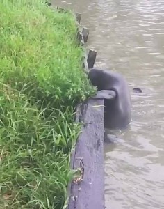 777K views · 5.9K reactions | West Indian Manatees! This footage of...