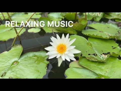 Relaxing Music for Studying 🎵 Focus & Concentration📚Deep Relaxation Music🍃Stop Overthinking