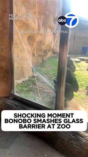 Memphis Zoo Bonobo Exhibit Closes After Glass Incident