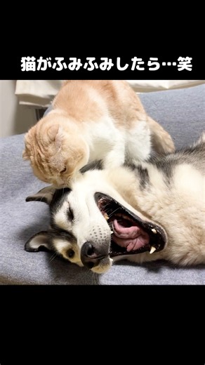 猫がふみふみしたら...笑#shorts