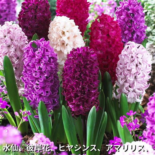 Get your Dutch-imported tulip bulbs and varieties from around the world at the Kokkaen online sho...