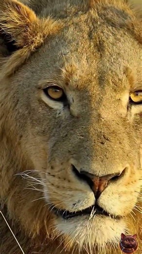 ملك الغابة، الأسد #حيونات #wildlife #عشقالطبيعه #طبيعة #animals #جمال