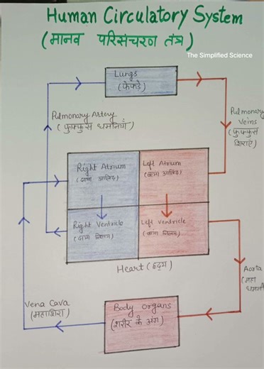 Easy diagram of Human circulatory system and heart ‪@thesimplifiedscience‬