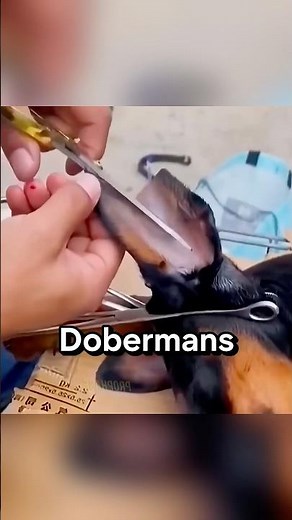 Why Do They CUT Doberman Ears? 😳 #shorts