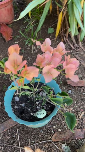 💗💗💗 #bougies Del R. Denapo Mark Tita Grefel @highlight | Cai Rivera Romagos Jala