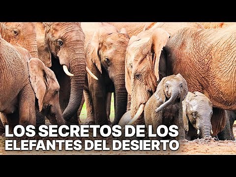 Hoanib, Los Secretos de los Elefantes del Desierto | Documental