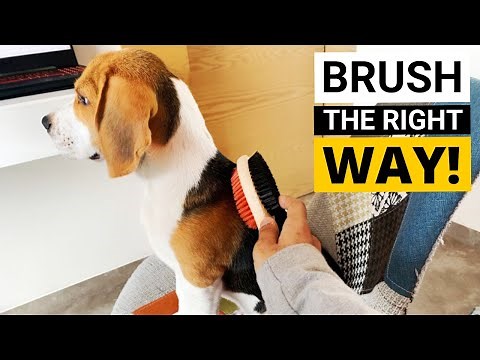 How to Brush your Beagle's Coat (Beagle Grooming Part 2)
