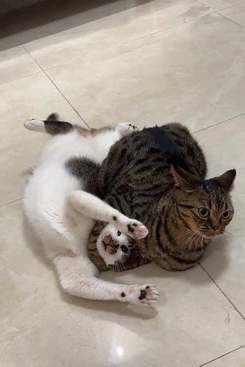 Most Exciting Cat Knockout Moments of the Year