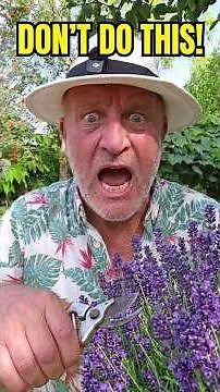 STOP! Don’t Prune Lavender Like This