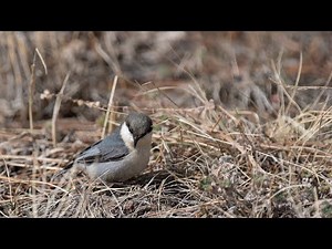 Pygmy Nuthatch Foraging in Slow Motion