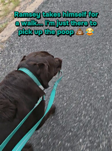 Ramsey the Labrador walks himself — owner picks up the poop