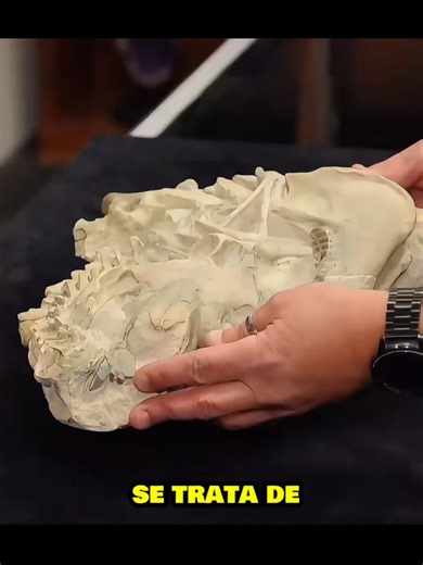 Uncovering the Hidden Value of a Rare Fossil