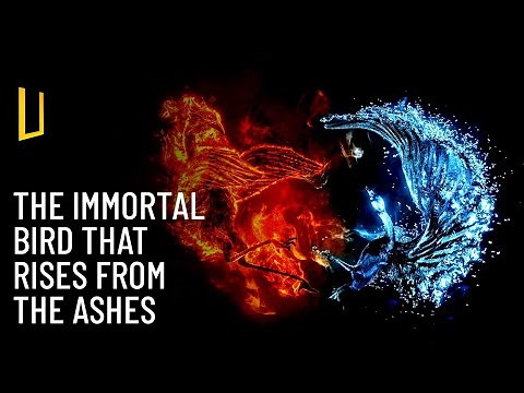Phoenix – The Bird of Immortality