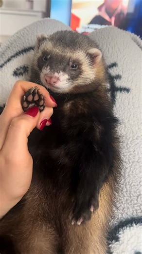 Ferret Friend (@ferretfriend__) on X