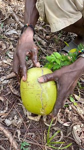 1.3M views · 6.3K reactions | Opening up a buss Calabash that fall on the ground while picking. I man make ash trays and small bowls out of the young ones Rasta. Even when they young the Calabash still have a lot of uses! #rasginga #calabash #grenada #outdoors #homemade #diy #caribbean #island #islandlife #rastafari #nature #natural #explorepage | Ras Ginga | Facebook