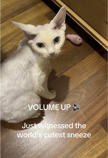 World's Cutest Devon Rex Cat Sneezes