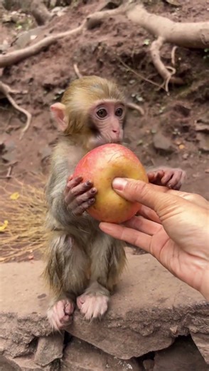 Cute Baby Monkey Eating an Apple 🍎 | So Adorable!