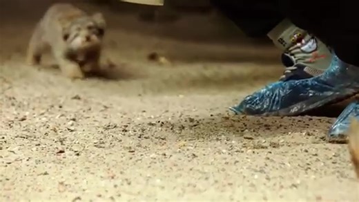 Pallas cats are true hunters