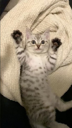 The result of being raised with lots of love since she was a kitten...!! #cat #cat