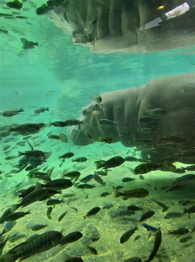 Experience Life as a Hippo at Busch Gardens Tampa