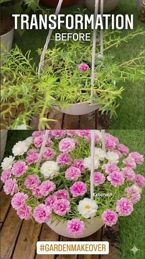 ​Moss Rose Magic: A Stunning Garden Transformation!