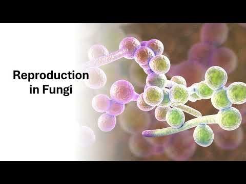 Reproduction In Fungi
