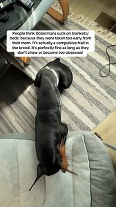 #velcrodog my little blanket/bed sucker. Blanket and flank sucking is a comom trait in dobermans. Bruce would chew and tear apart his blankets and beds when he was a puppy so his blanket time was limited and no dog beds unsupervised. This is the first bed he hasn't tried to destroy so he's maturing lol #bruceofrubydoobydo #brucethedoberman #doberman #dobermann #rubydooby_do #dogsofinstagram #showdogs | Rubydoobydo