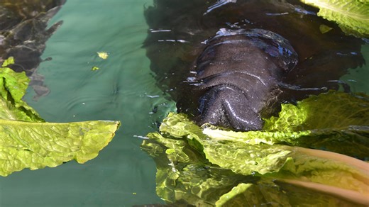 Florida manatee deaths reach grim milestone for 2022: More than 500 of the gentle giants have died