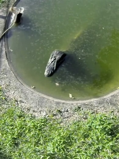 Crocodile Feeding Habits: Nature's Relentless Predator