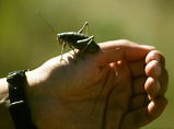 Mormon Cricket | Western Soundscape