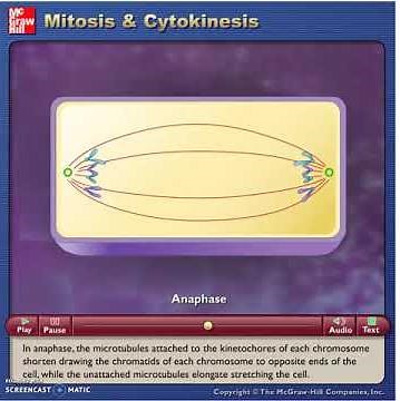McG-H - Mitosis and Cytokinesis