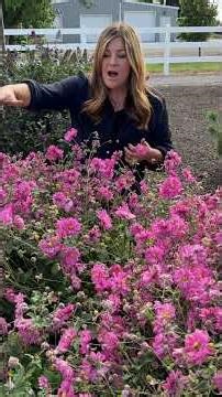 Fall in Love® 'Sweetly'