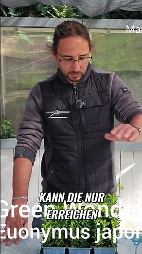 Buchsbaum Alternative: Was du wirklich wissen musst!