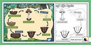 Fungi Life Cycle Poster