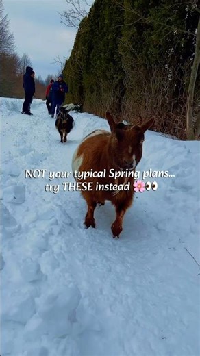 5 UNIQUE Spring 🌸 activities in Ontario! #spring #farmlife #dateideas