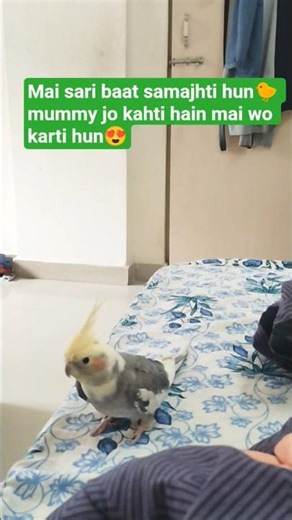 payari Phudkun🥰#shorts #birds #cockatiel #parrot #funny #reels #comedy