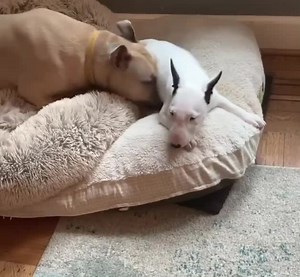 ouch! thanks for 400 followers💖 #walter #walterthedog #dog #woof #walterthedogmemes #walterdog #poorwalter