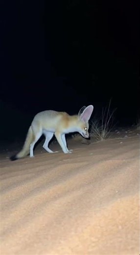 Desert Fox's Midnight Leap #WildLife #DesertFox #NightHunt #OneShot