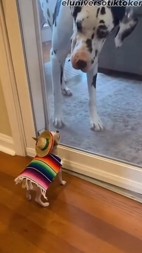 18K views · 383 reactions | Goon Store on Reels | Facebook