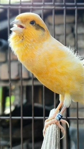 beautiful animal sound #birdsounds #bird #animallife