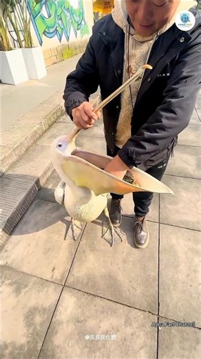 Pelican: A dangerous bird that hunts with a bag-like beak! #shorts