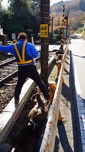 箱根登山電車と鹿 珍しい光景です。 野生動物 #鉄道 #箱根 #箱根登山鉄道 | Hideo Sakaki