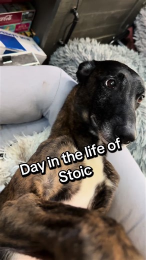 A Day in the Life of Stoic the Dog