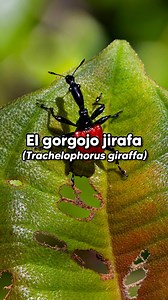 Uno de los coleópteros más raros del mundo.🪲 #nature #biology #insects #coleoptera #madagascar | Biología