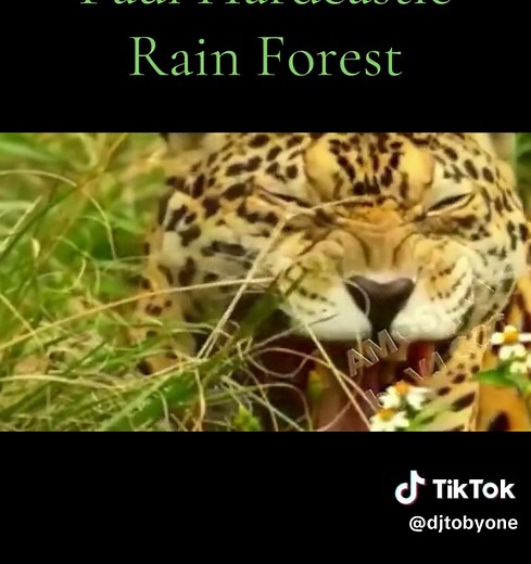 Exploring Rainforest Music by Paul Hardcastle