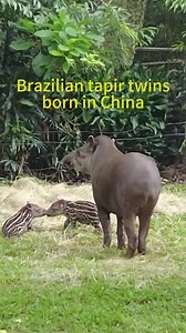 Brazilian tapir twins have been born at Guangzhou Chimelong Safari Park, marking China's first successful breeding of this rare pair. #China #Braziliantapirtwins | China Xinhua News